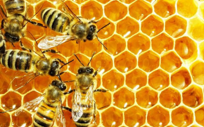 Je mange donc je suis