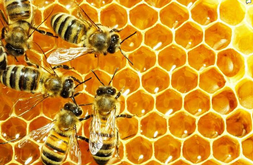 Je mange donc je suis